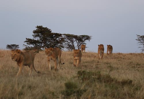 4 Days in Kenya: Elephant Safari